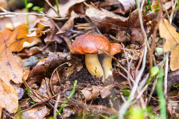 jesień w lesie grzyby