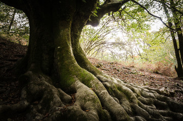the roots of a tree