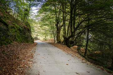 mountain road in autumn