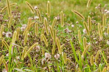 Golden wild grass seeds in the sun
