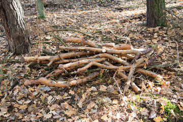 jesień w lesie sterta gałęzi © Arkadiusz