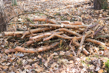 jesień w lesie sterta gałęzi