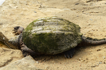 Obraz premium Greenback Snapping Turtle Set