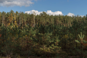 jesień w lesie młode choinki