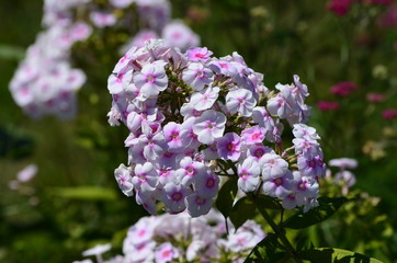 Pink Phlox Paniculata Garden Phlox