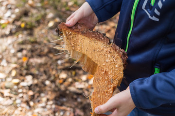 jesień w lesie cięty pień drzewa © Arkadiusz