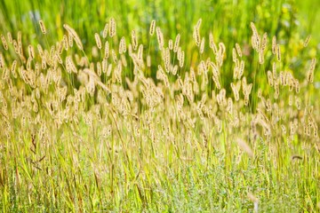 Golden Wild Grass Seed Head Background
