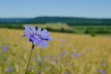Blue Chicory wildflower in a golden wheat field