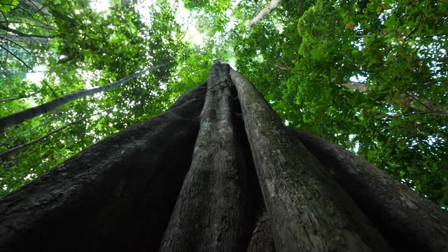 Massive tree trunk underview amazonian forest Guiana