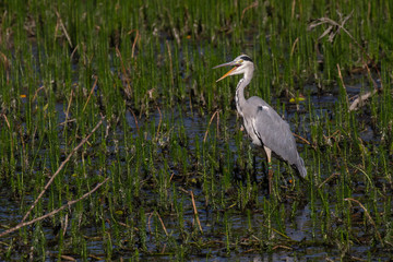 heron feeding in lake