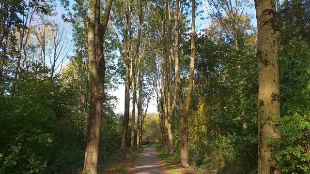 Tilt up shot of trees in a park. The trees are starting to shed their during autumn.