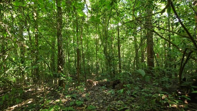 Walking in amazonian forest French Guiana. Day time. 