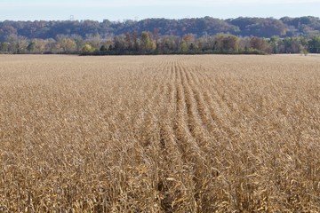 Rows of Corn to harvest