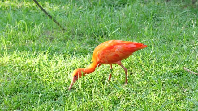 Scarlet ibis eating in grass French Guiana zoo.