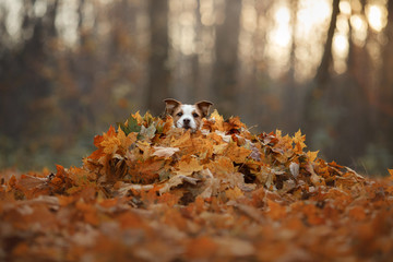 the dog hid in the yellow leaves. Jack Russell Terrier at nature in the fall. Pet walk in autumn