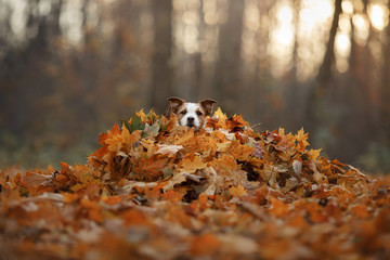 the dog hid in the yellow leaves. Jack Russell Terrier at nature in the fall. Pet walk in autumn