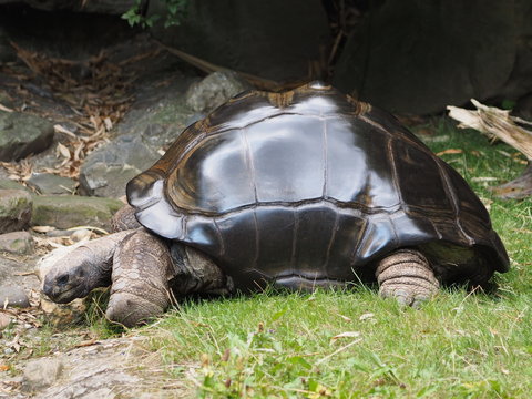 Galapagos Riesenschildkr&ouml;te