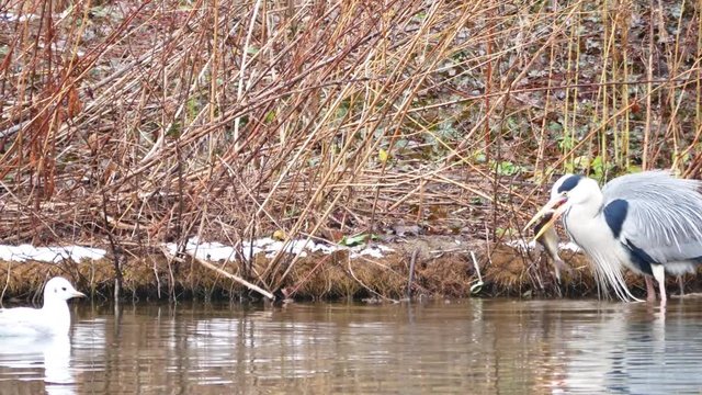 Grey heron trying to swallow a fish it caught (Carola See, Dresden, Germany)