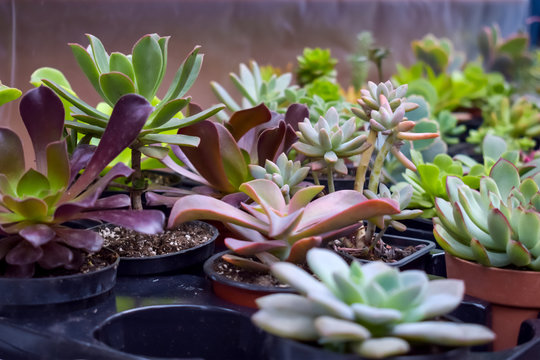 Close up of different varietal agave succulent plants in pots, selective focus. various types of succulent plant pot - echeveria, Graptoveria, Haworthia, sempervivum, flowering house, house plants