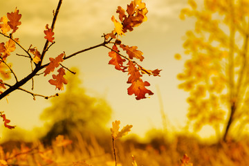 autumn gold nature scene