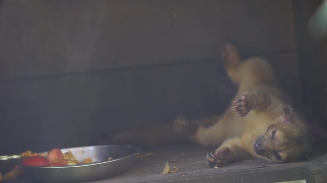 Kinkajou on his back sleeping after eating in French Guiana (Potos flavus)