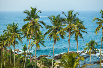 Fototapeta na wymiar Palm trees on background of ocean