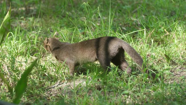 jaguarundi (Herpailurus yagouaroundi) eating grass in French Guiana zoo.
