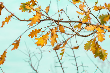 autumn brown nature scene