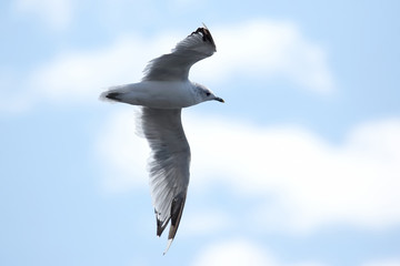 bird Seagull flying on blue background