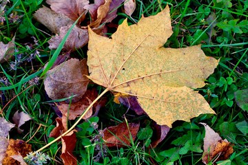 Single gold and green Autumn leaf