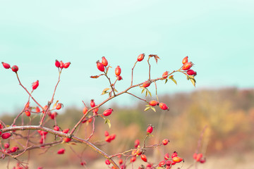 romance autumn nature scene
