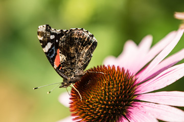 Obraz premium Red Admiral on Purple Coneflower