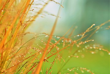 Dew drops on grass in early fall morning.