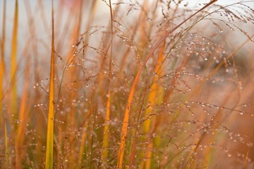 Dew drops on grass in early fall morning.