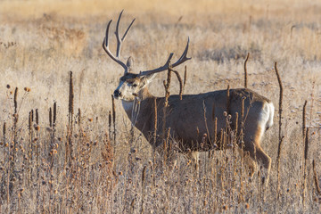 Wild Deer on the High Plains of Colorado