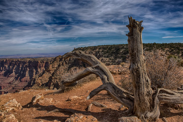 Dead Tree at the Grand Canyon