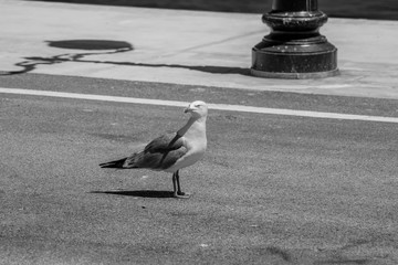 Bird on a boat in harbor in summer 2018