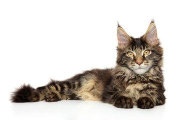 Young Maine Coon lying on a white background