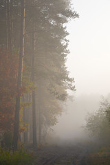 Fototapeta na wymiar Misty morning in autumn forest.