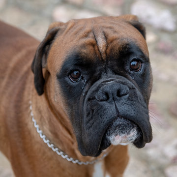 Balu