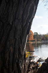 lake during the autumn