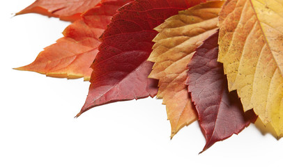 Yellow and red autumn leaves on white background.
