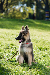 Cute long haired puppy shepherd dog outdoors