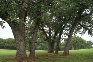 Oak tree, oak tree forrest, tree line