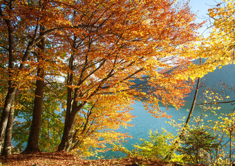 Background colorful forest tree trunks and leaves in sunset light