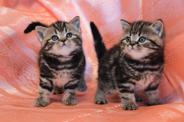 kitten cat scottish straight, lop-eared fluffy, animal