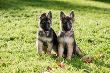 Cute puppies dogs at the green grass