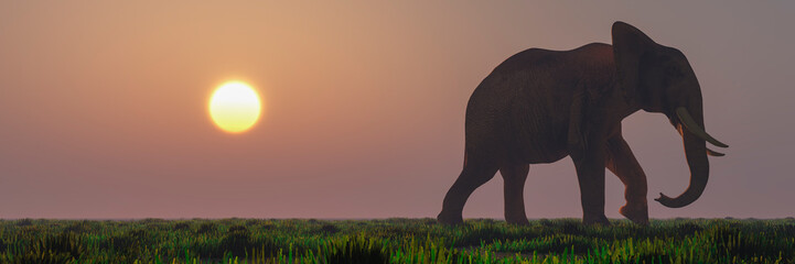 Fototapeta na wymiar elephant and sunset