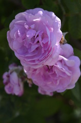 Beautiful, garden roses on a green background on a summer day.
