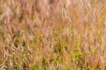 Colorado lupine mountain wildflowers background